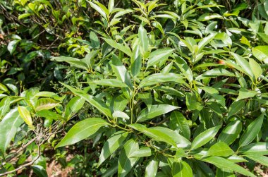 Taze çay tarlaları yapraklarda 