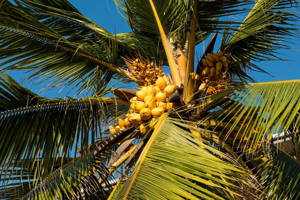 Árbol de coco en el cielo azul —  Fotos de Stock