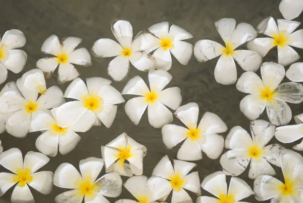 Frangipani çiçek su — Stok fotoğraf