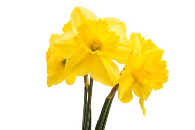 İzole sarı nergis çiçek 