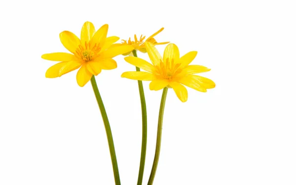 Flor amarilla de primavera aislada —  Fotos de Stock