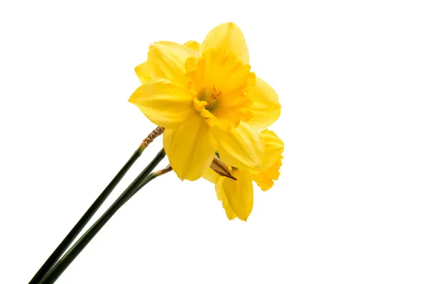 Yellow daffodil flower isolated — Stock Photo, Image
