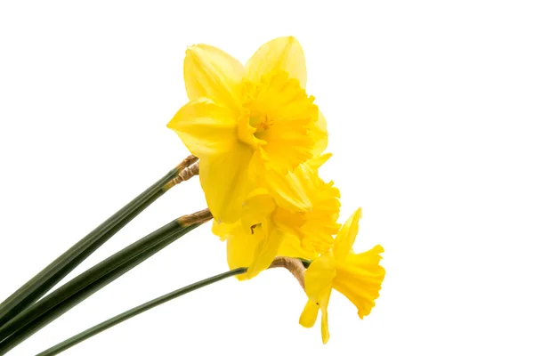 Flor amarela de narciso isolada — Fotografia de Stock