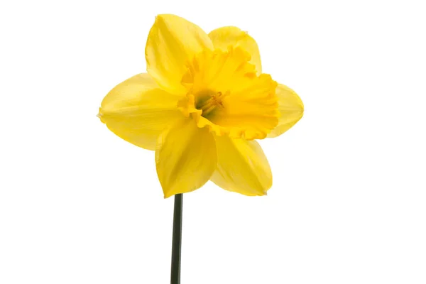 Yellow daffodil flower isolated — Stock Photo, Image