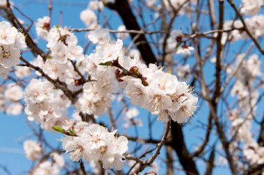 İlkbaharda mavi gökyüzüne karşı çiçek açan kayısı ağacı