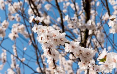 İlkbaharda mavi gökyüzüne karşı çiçek açan kayısı ağacı