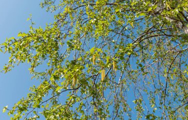 Huş ağacı erken bahar 