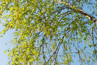 Huş ağacı erken bahar 