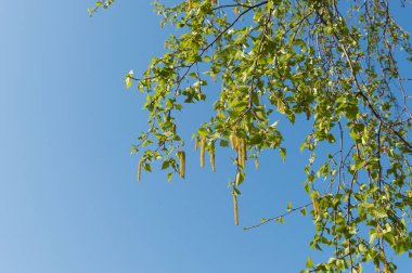 Huş ağacı erken bahar 