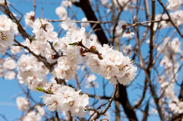 İlkbaharda mavi gökyüzüne karşı çiçek açan kayısı ağacı