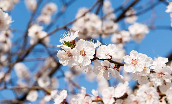 Flowering apricot tree in spring against the blue sky — Stock Photo, Image