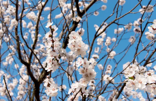 Flowering apricot tree in spring against the blue sky — Stock Photo, Image