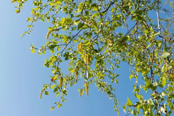 Betulla all'inizio della primavera — Foto Stock