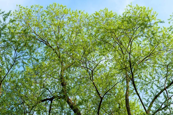 Young tree foliage in early spring — Stock Photo, Image