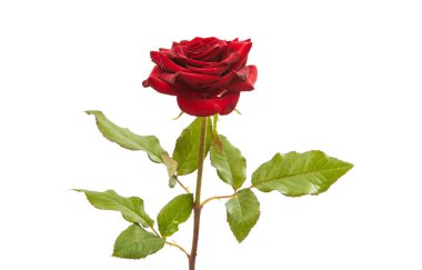 kırmızı gül izole 