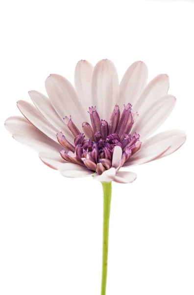 Osteosperumum bloem Daisy geïsoleerd — Stockfoto
