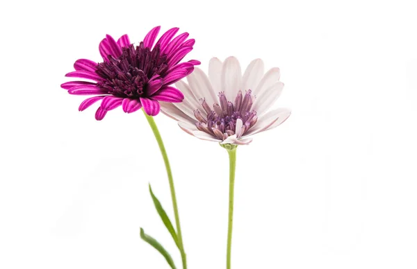 Osteosperumum Daisy flor aislada — Foto de Stock