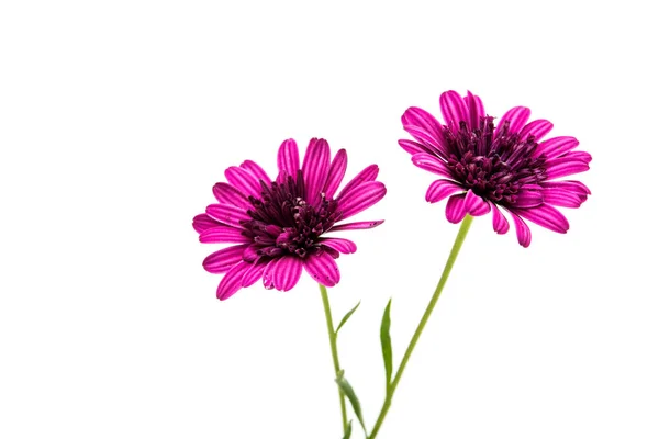 İzole Osteosperumum çiçek papatya — Stok fotoğraf