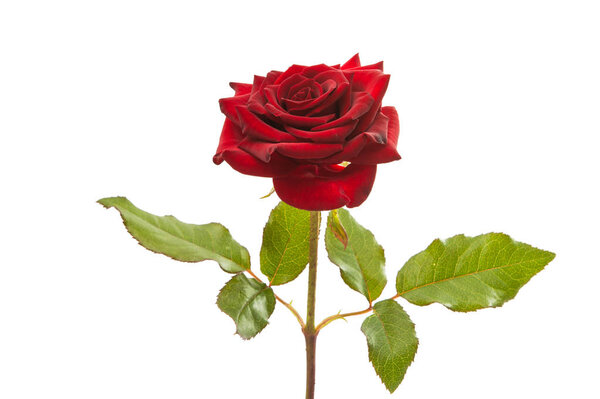 red rose isolated 