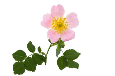 İzole kuşburnu çiçek 