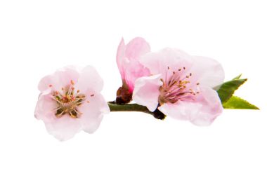 İzole Sakura çiçekler 