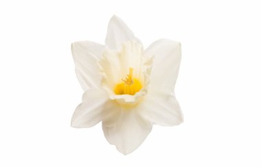 izole nergis çiçek 