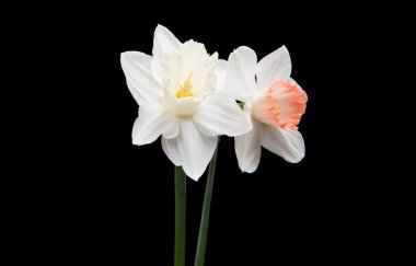 izole nergis çiçek