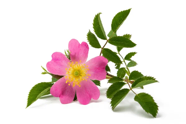 Rosa canina fiore isolato — Foto Stock
