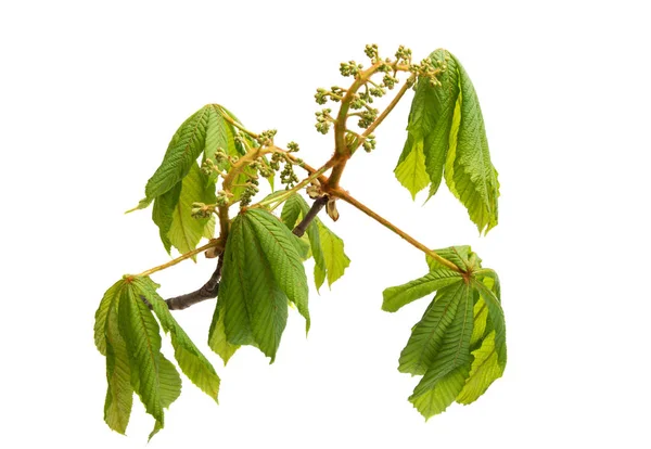 Branch of chestnut isolated — Stock Photo, Image