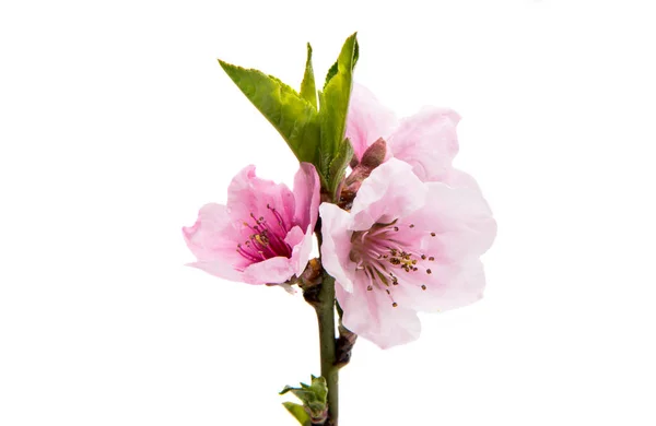 Sakura flowers isolated — Stock Photo, Image