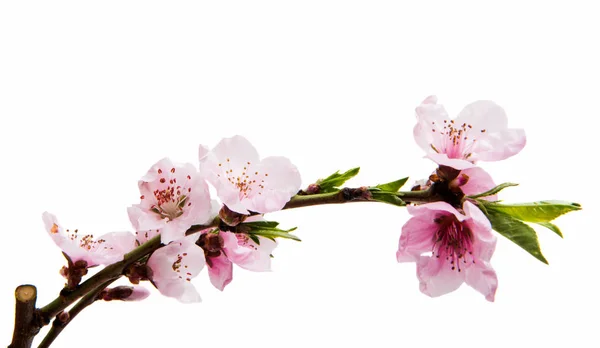 Sakura blommor isolerade — Stockfoto