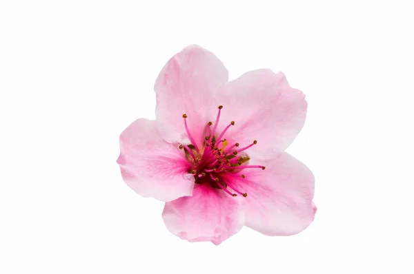 Sakura virágokat elszigetelt — Stock Fotó