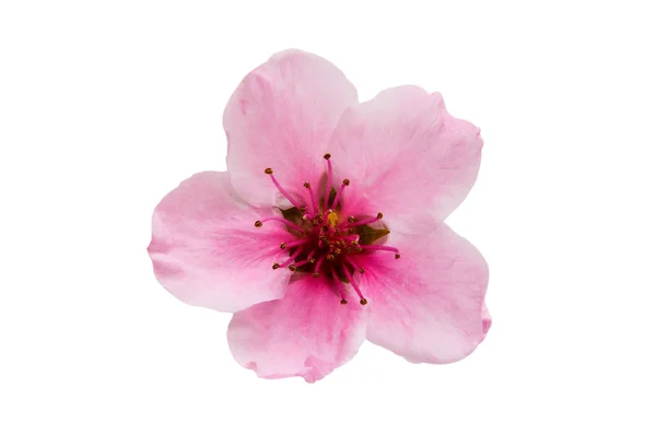 Sakura blommor isolerade — Stockfoto