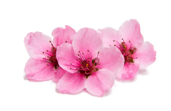 Sakura blommor isolerade — Stockfoto