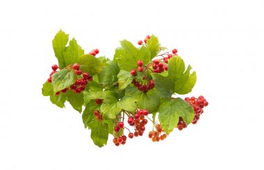 Yeşil yaprakları ile turuncu üvez