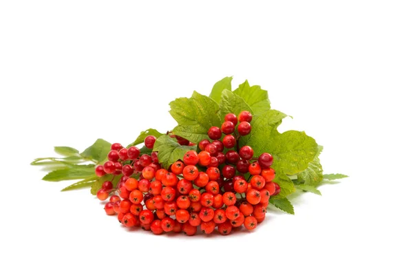 Ceniza de montaña naranja con hojas verdes — Foto de Stock