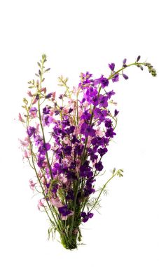 kır çiçekleri izole 