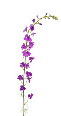 kır çiçekleri izole 