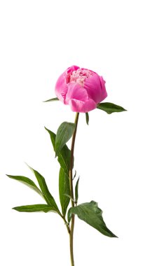 Pembe çiçek Şakayık 