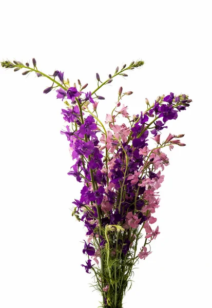 Wilde bloemen geïsoleerd — Stockfoto