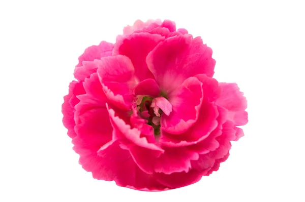 Clavel rosa flor — Foto de Stock