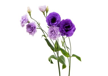 eustoma çiçek zerafeti