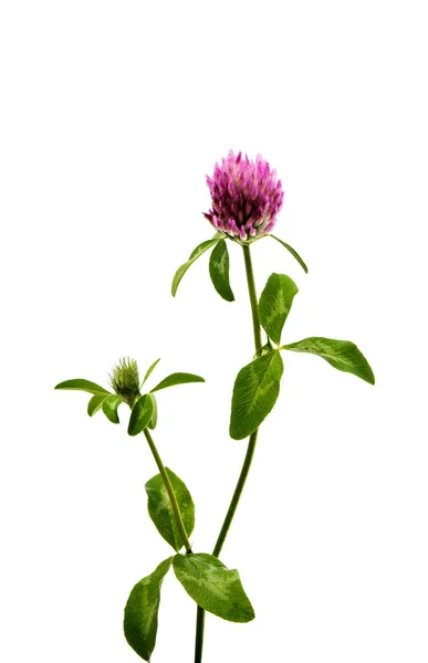 클로버 꽃 절연 — 스톡 사진