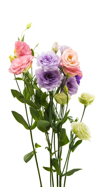Eustoma квітка елегантність — стокове фото