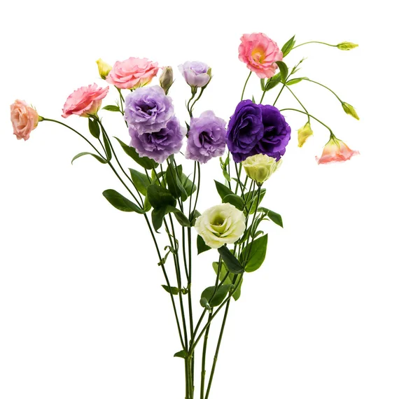 Eustoma çiçek zerafeti — Stok fotoğraf