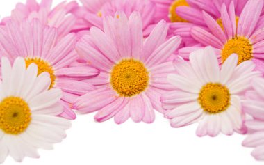 İzole pembe papatya çiçekleri 