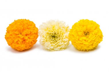 izole kadife çiçeği çiçek 