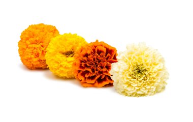 izole kadife çiçeği çiçek 