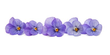 Hercai Menekşe çiçek izole 