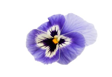 Hercai Menekşe çiçek izole 